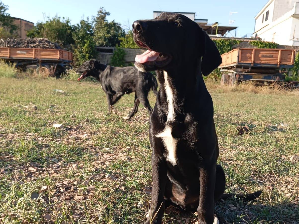 Adotta un cane, taglia grande, maschio, Caserta