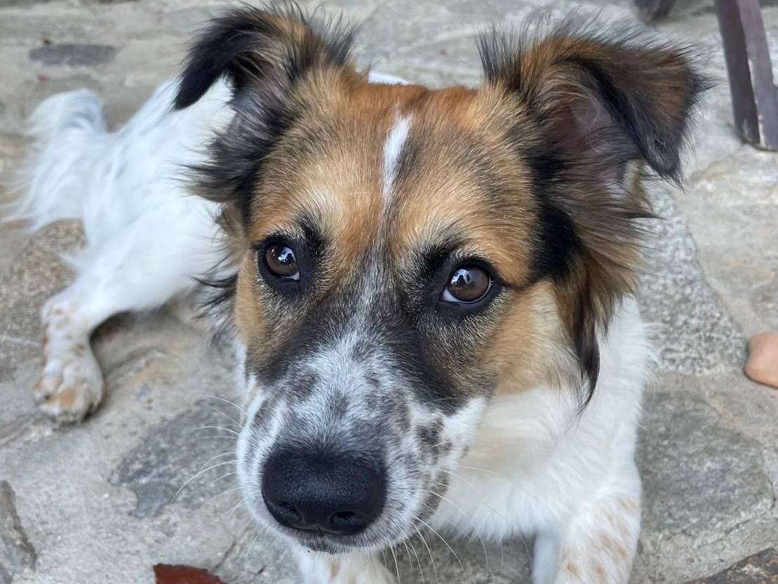 Adozione cane, maschio, Razza sconosciuta Razza sconosciuta, 10 mesi, taglia media contenuta, Varese