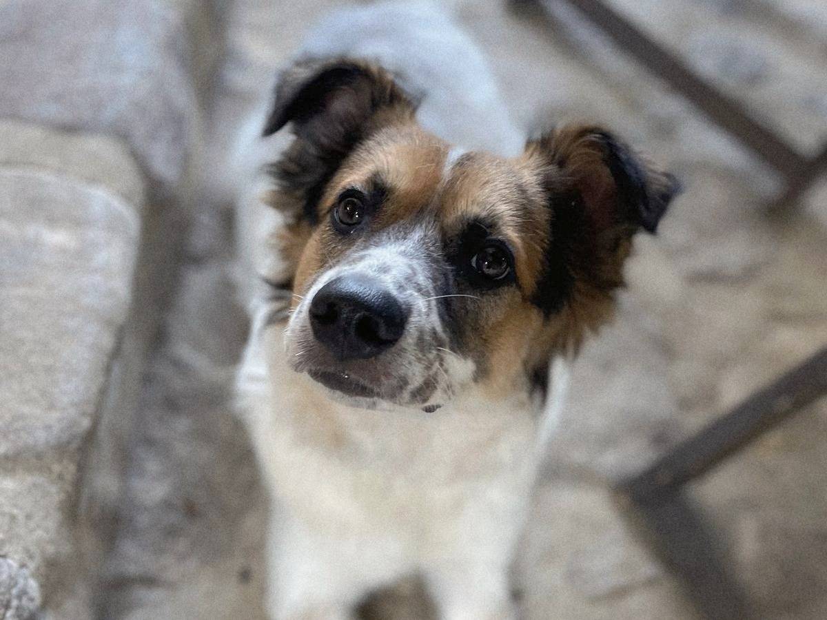 Adotta un cane, maschio, 10 mesi, Varese