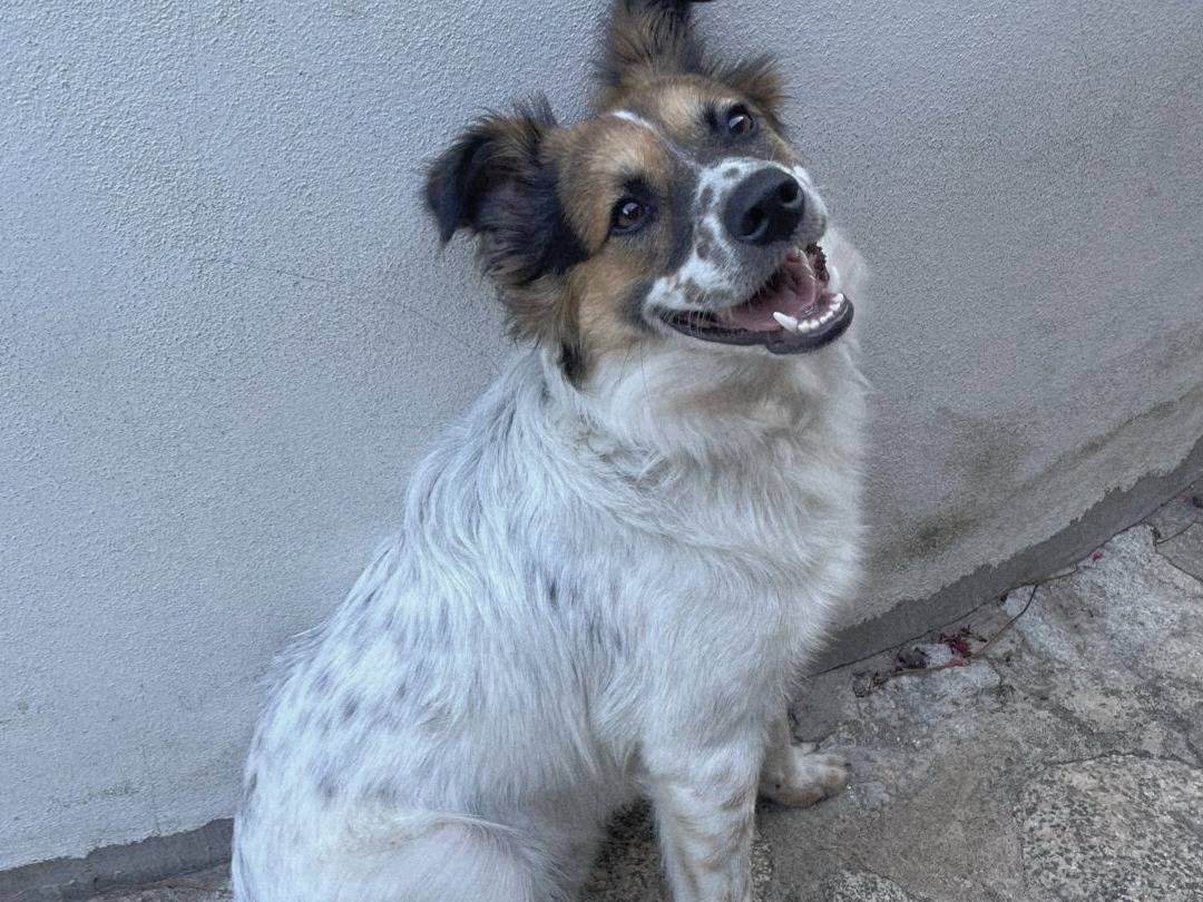 Adotta un cane, taglia media contenuta, maschio, Varese