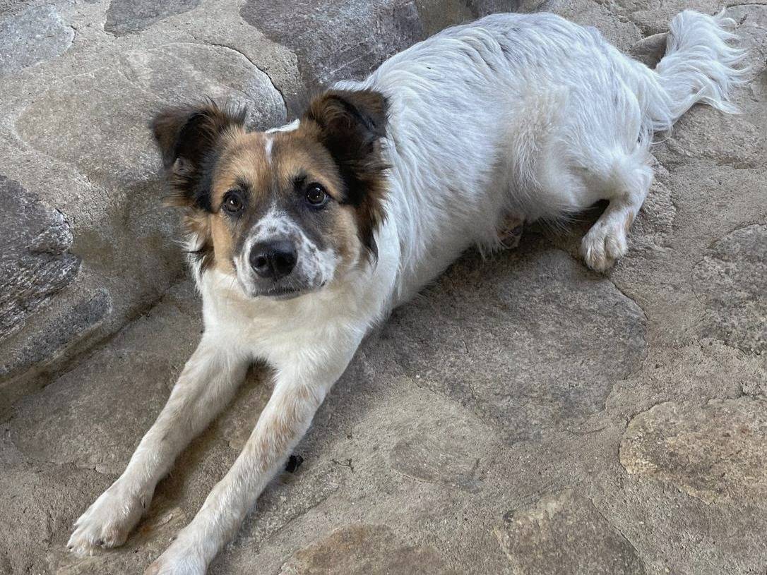 Vuoi adottare un cane a Varese?