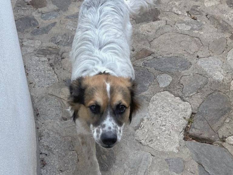 Adotta il cane UNA MAMMA PER BRANDO  a Varese