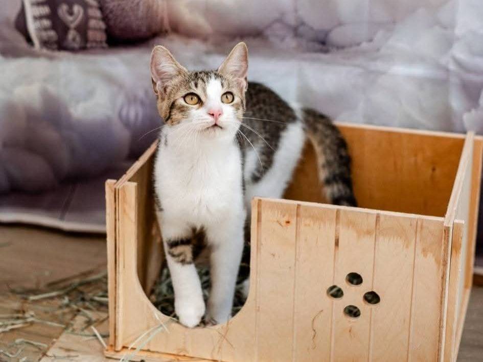 Adozione gatto, femmina, Razza sconosciuta Razza sconosciuta, 6 mesi, taglia non valida, Bari