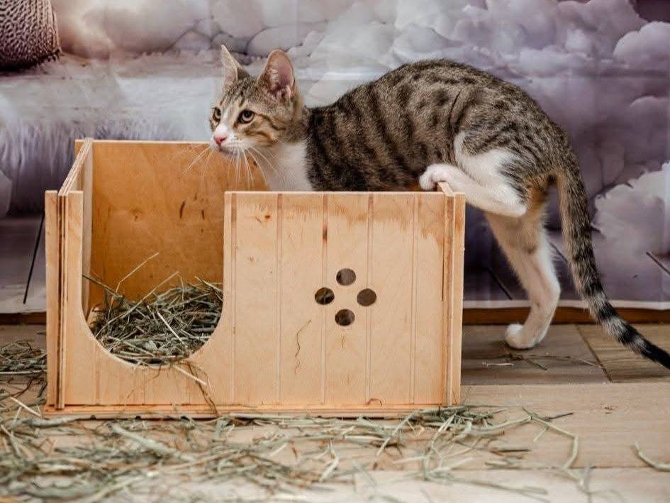 Adozione gatto, maschio, Razza sconosciuta Razza sconosciuta, 5 mesi, taglia non valida, Bari