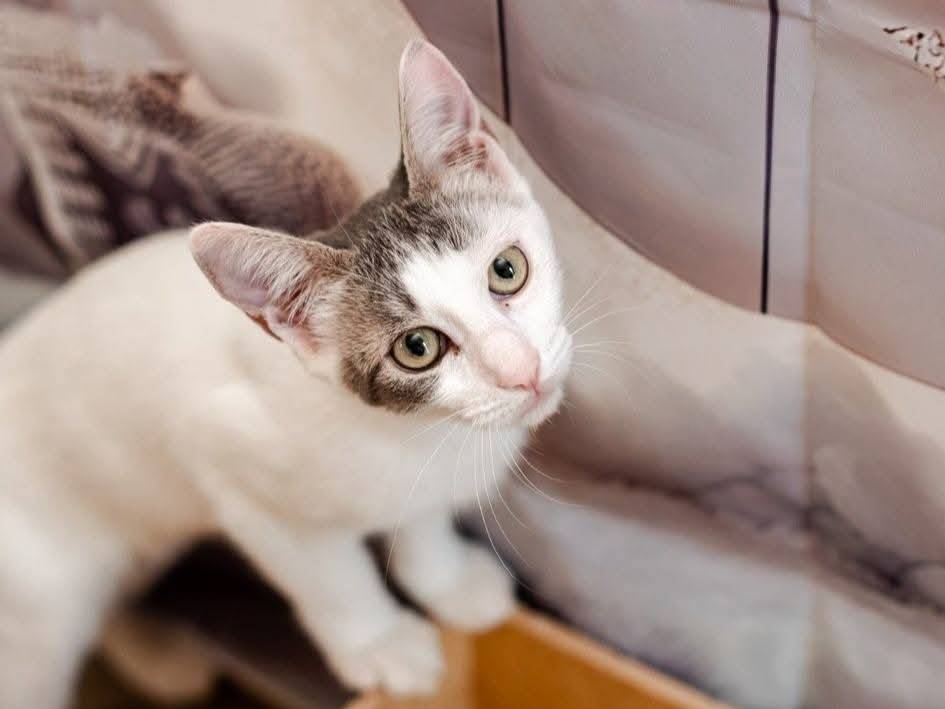 Adozione gatto, femmina, Razza sconosciuta Razza sconosciuta, 5 mesi, taglia non valida, Bari