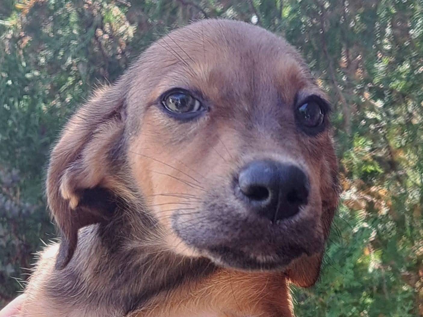Adozione cane, femmina, Razza sconosciuta Razza sconosciuta, 4 mesi, taglia media contenuta, Milano