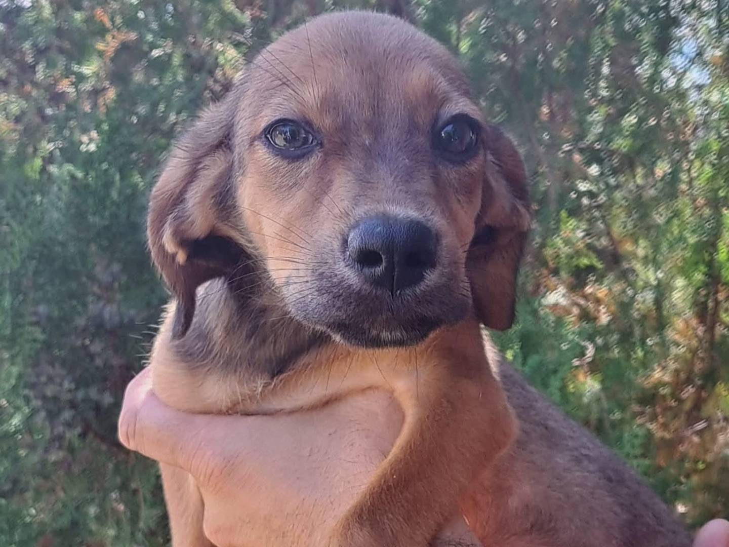 Adotta un cane, femmina, 4 mesi, Milano