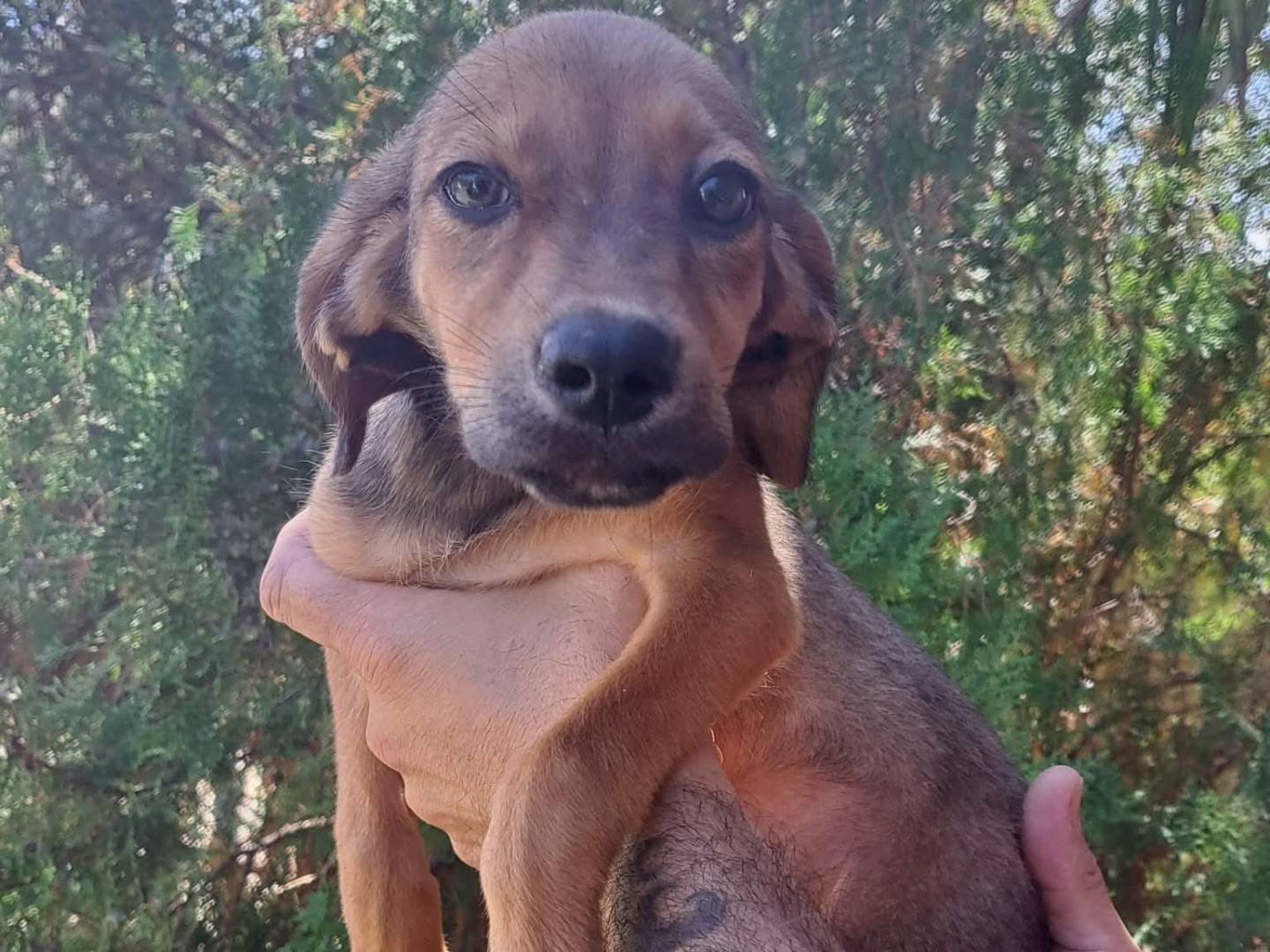 Adotta un cane, taglia media contenuta, femmina, Milano