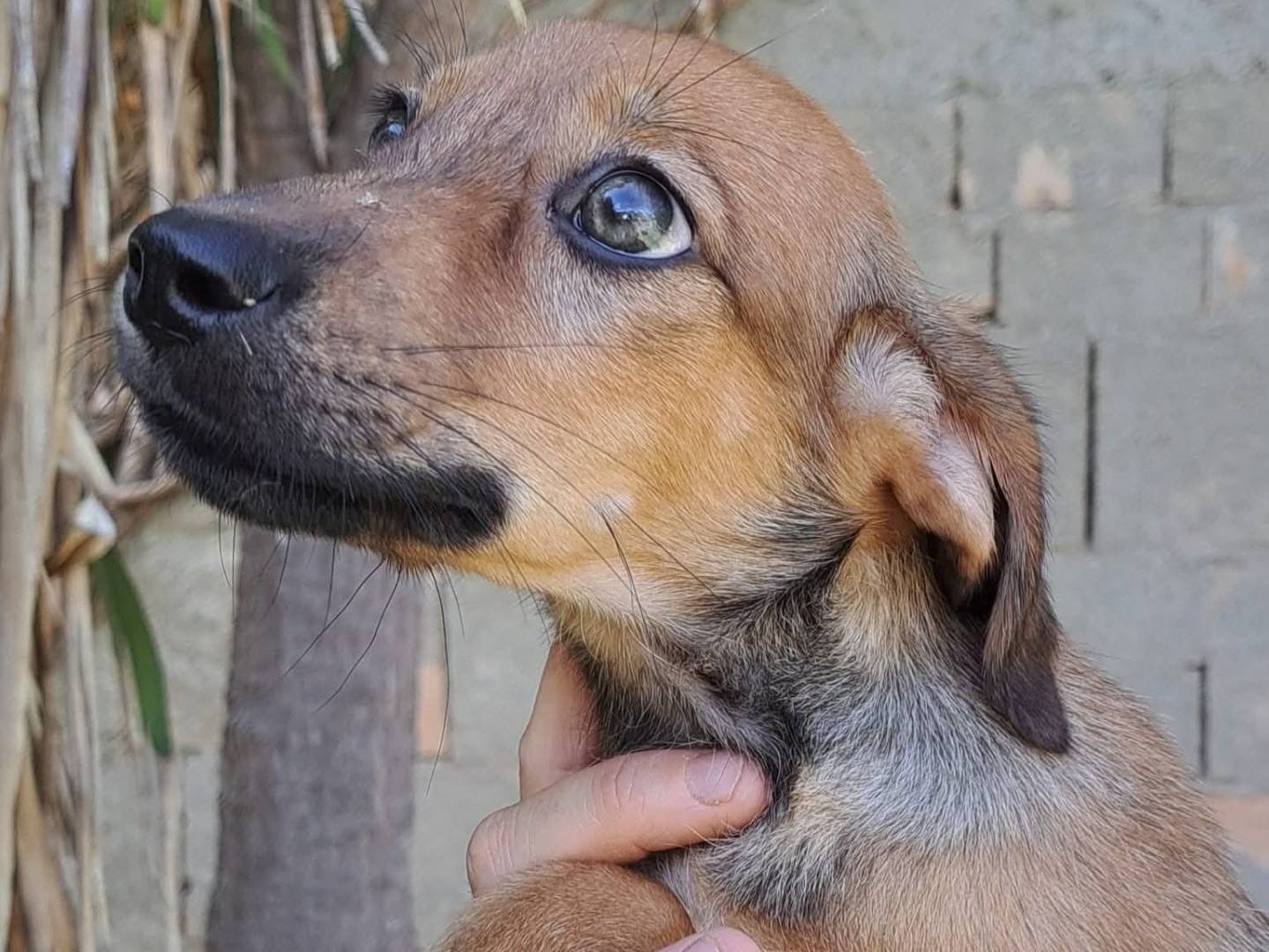 Adozione cane, femmina, Razza sconosciuta Razza sconosciuta, 4 mesi, taglia media contenuta, Milano