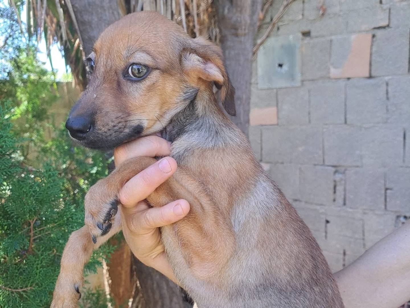 Adotta un cane, femmina, 4 mesi, Milano