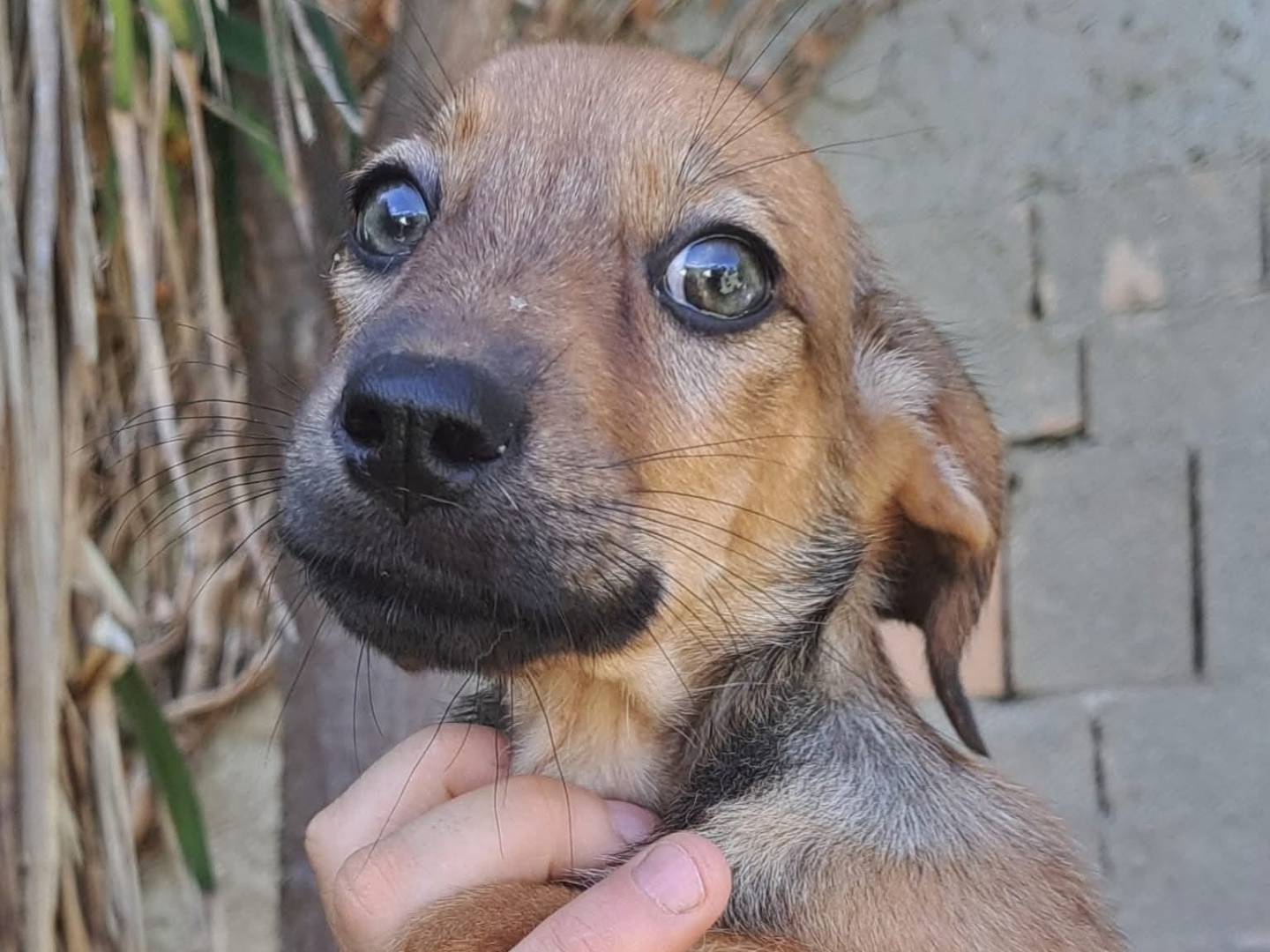 Adotta un cane, taglia media contenuta, femmina, Milano