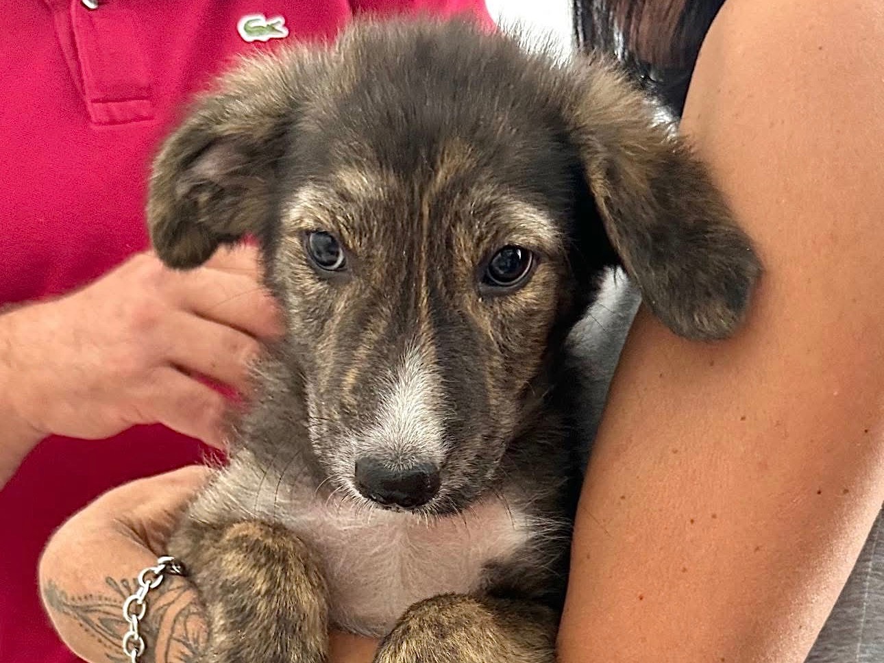 Adozione cane, maschio, Razza sconosciuta Razza sconosciuta, 2 mesi, taglia media, Firenze