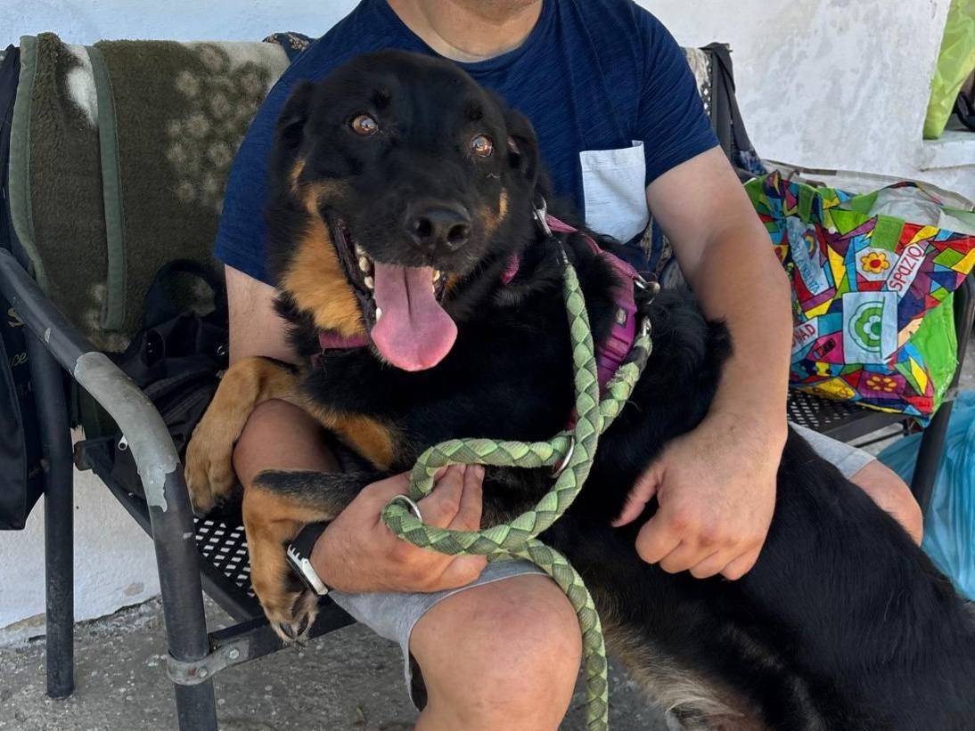 Adotta il cane VEGETA a Caserta