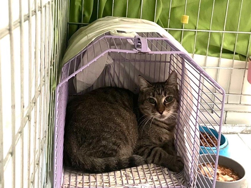 Adozione gatto, femmina, Razza sconosciuta Razza sconosciuta, 6 mesi, taglia non valida, Barletta