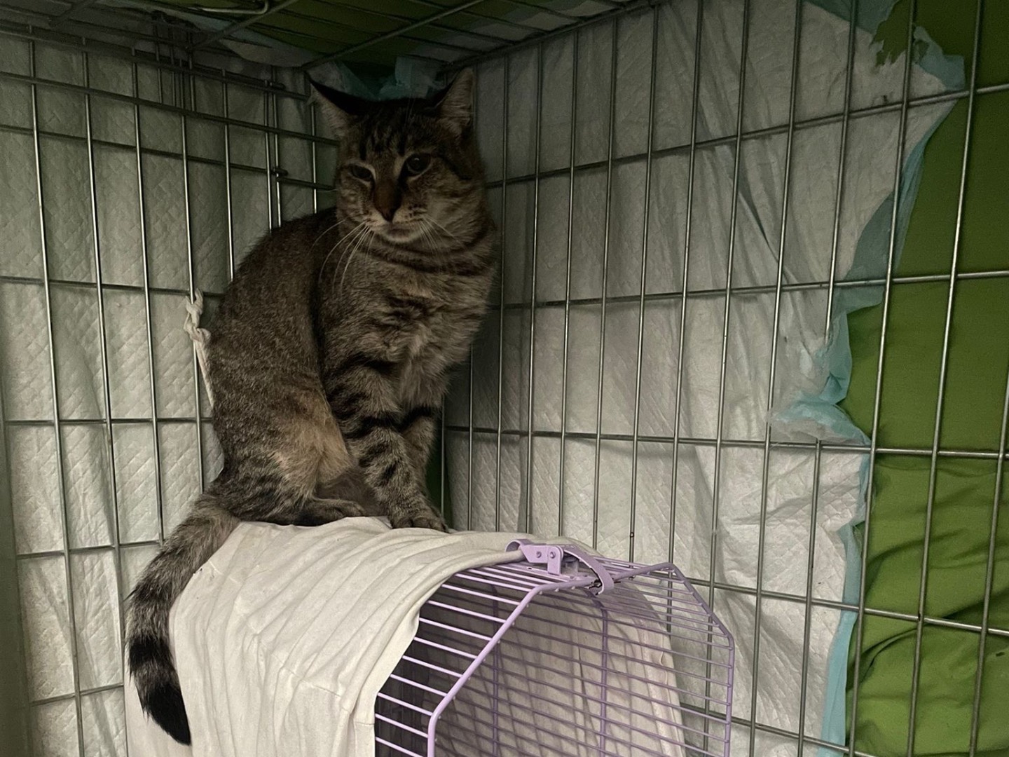 Adotta un gatto, femmina, 6 mesi, Barletta
