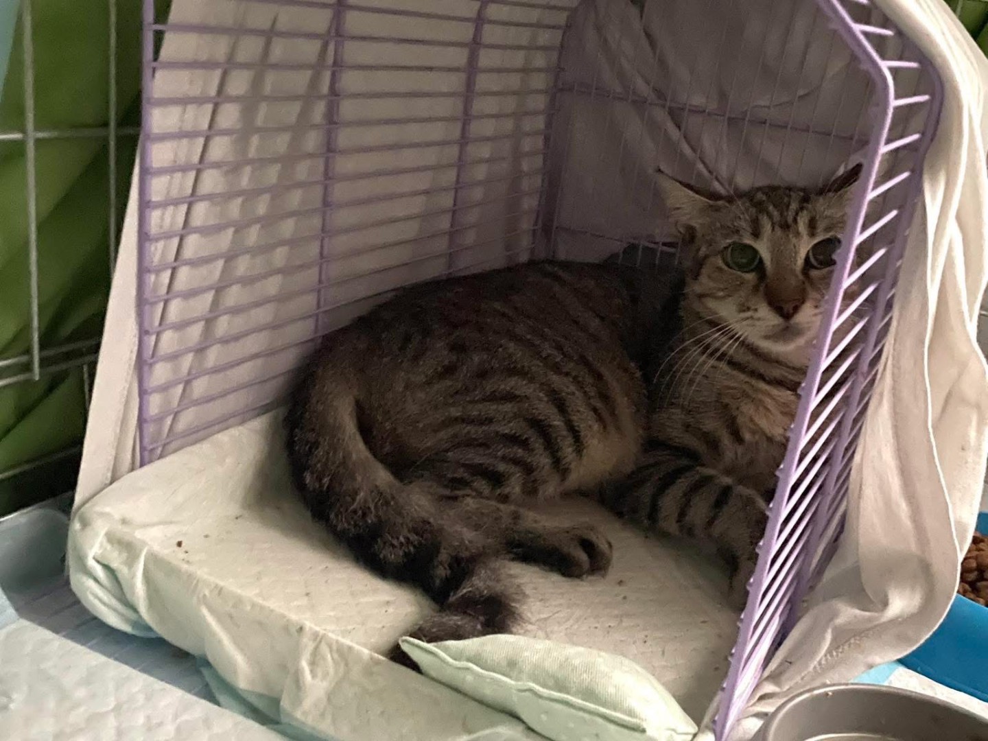 Adotta un gatto, taglia non valida, femmina, Barletta