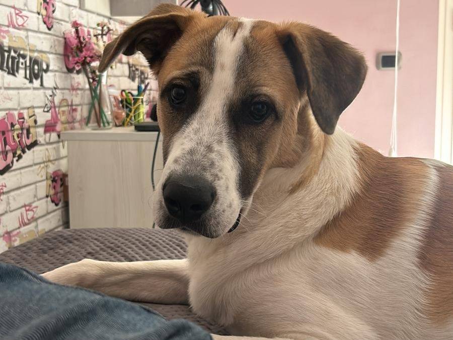 Adozione cane, maschio, Razza sconosciuta Razza sconosciuta, 1 anno e 4 mesi, taglia gigante, Treviso