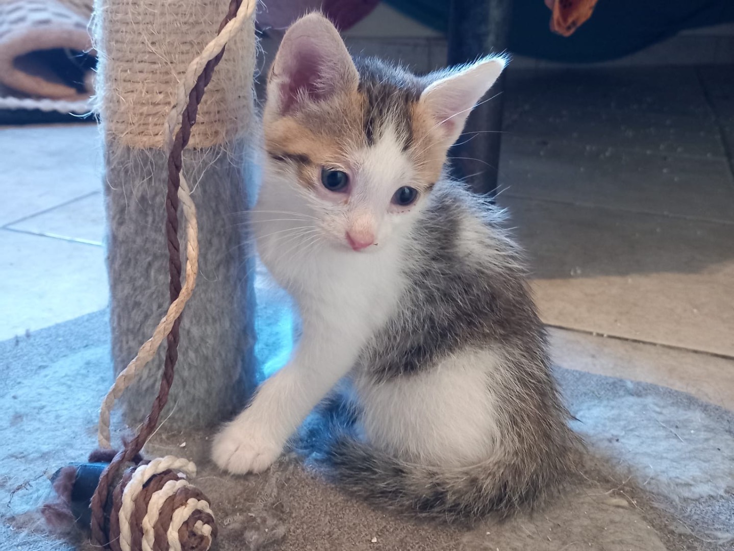 Adozione gatto, femmina, Razza sconosciuta Razza sconosciuta, 1 mesi, taglia non valida, Latina