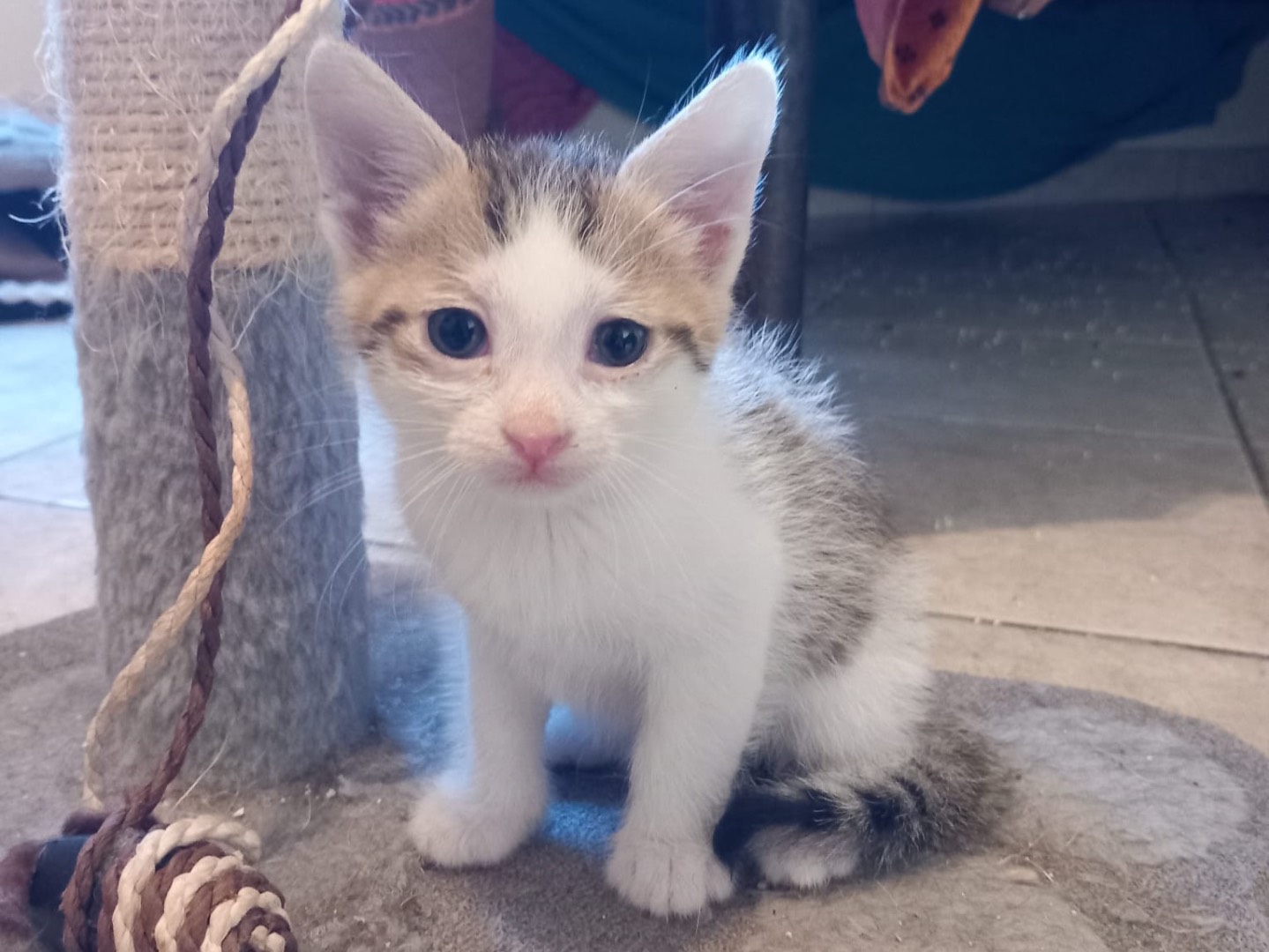 Adotta un gatto, taglia non valida, femmina, Latina