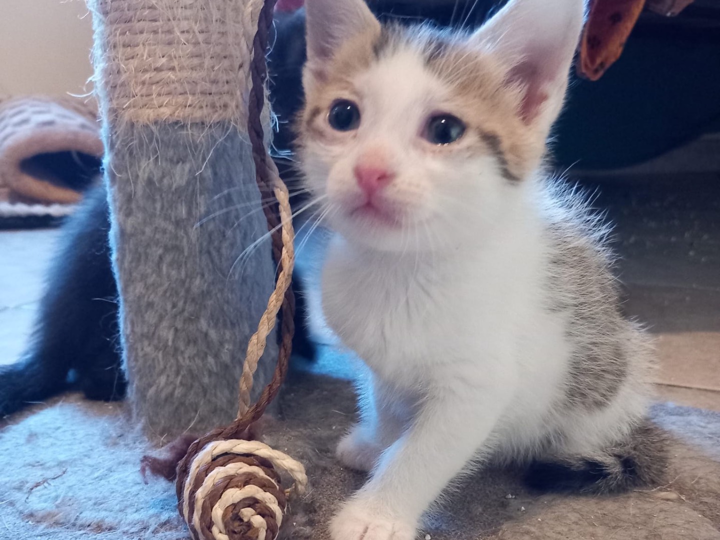 Vuoi adottare un gatto a Latina?