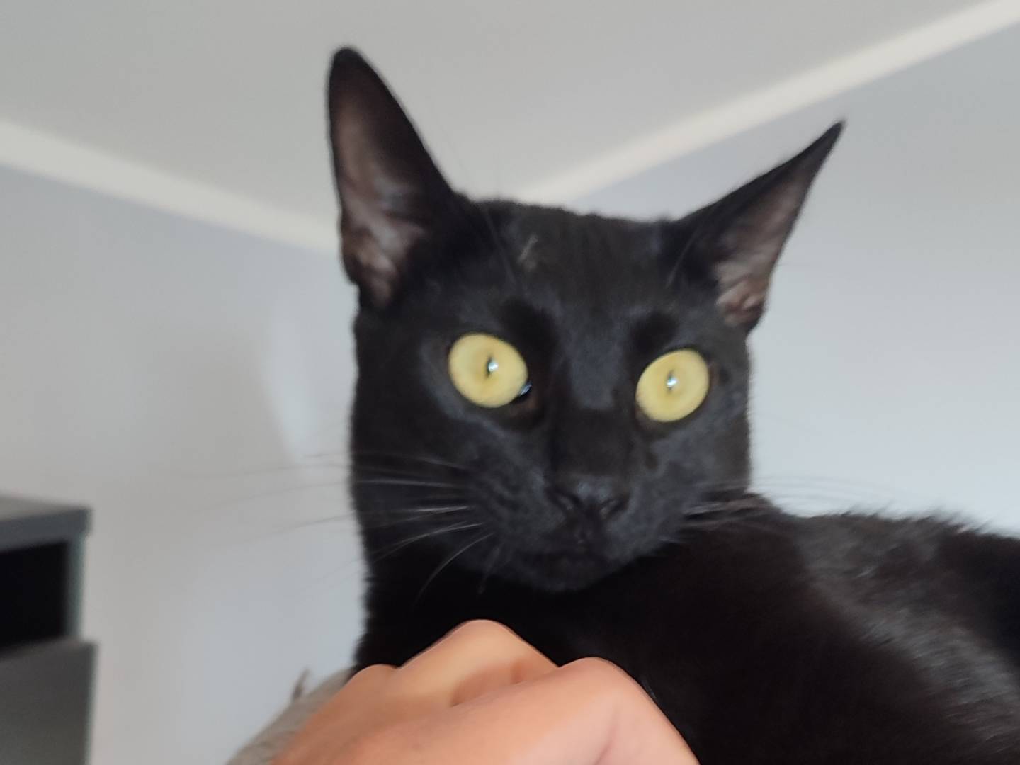 Vuoi adottare un gatto a Torino?