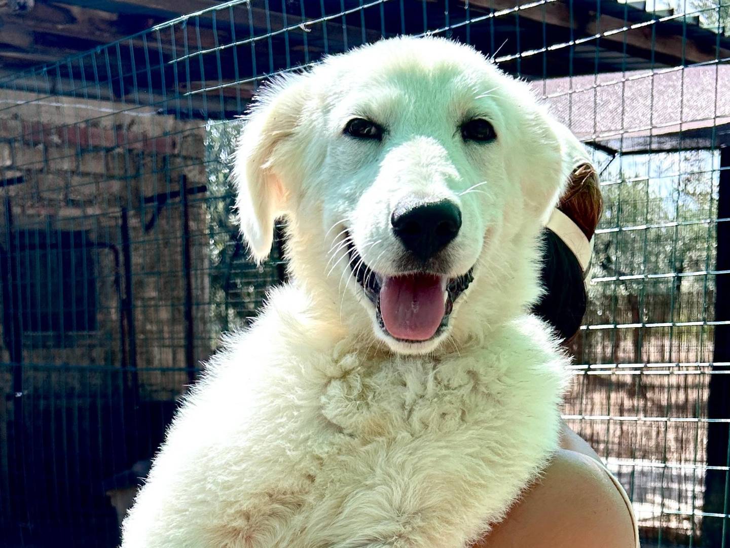 Vuoi adottare un cane a Chieti?