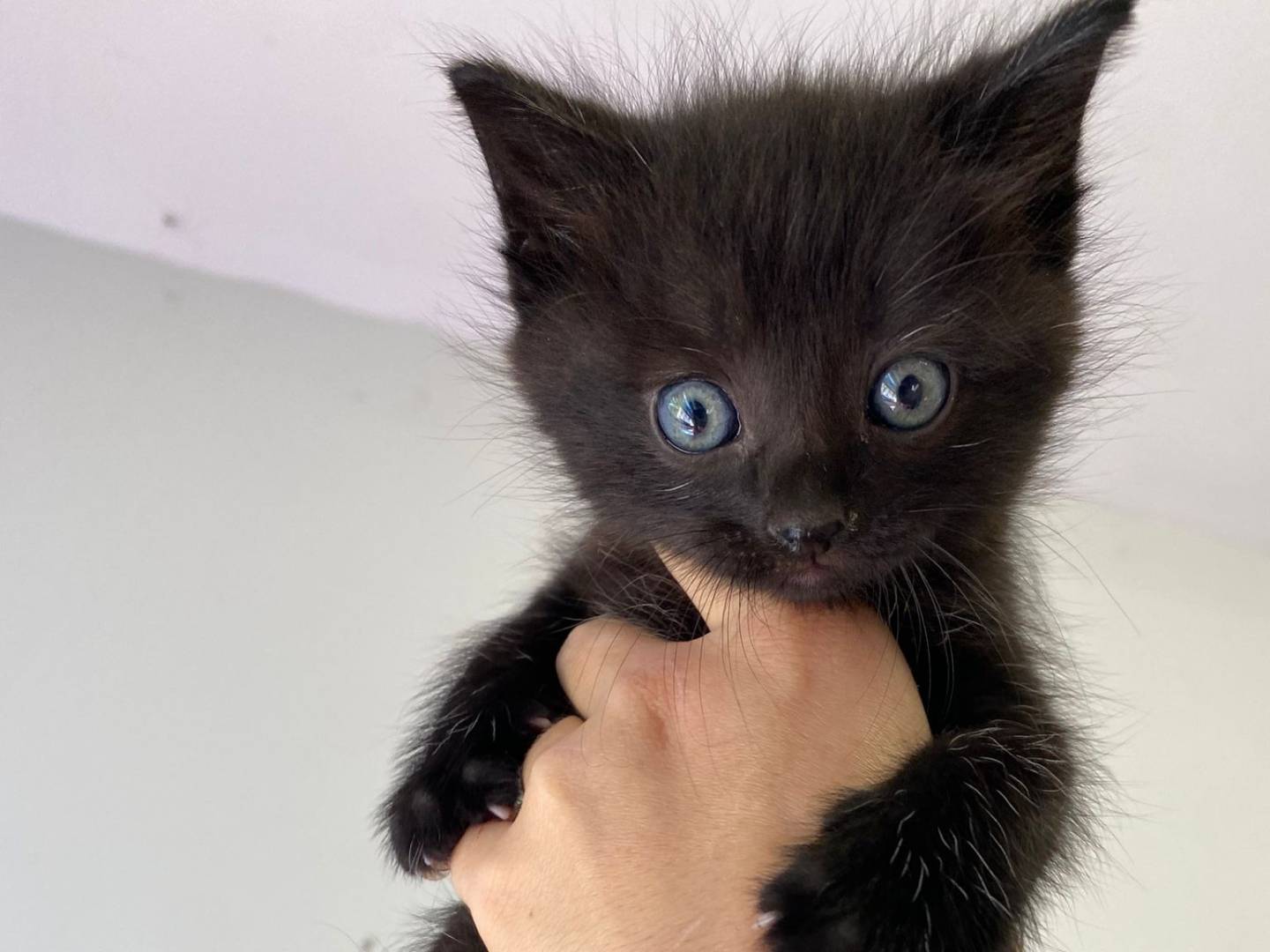 Adozione gatto, maschio, Razza sconosciuta Razza sconosciuta, 1 mesi, taglia non valida, Asti