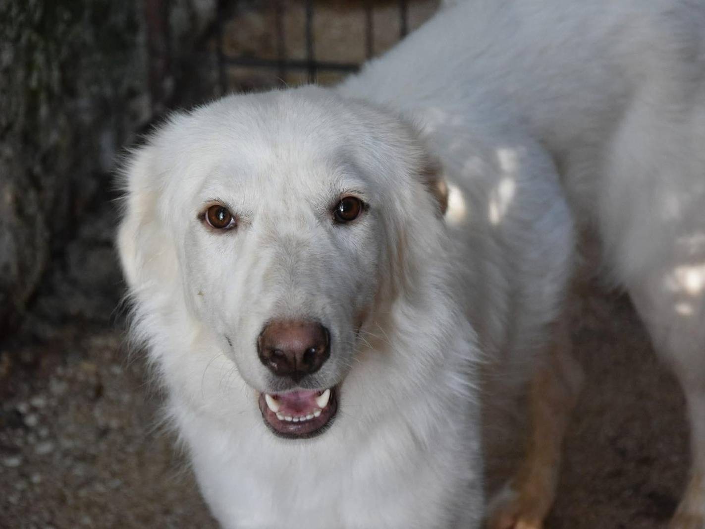 Adozione cane, femmina, Razza sconosciuta Razza sconosciuta, 1 anno e 5 mesi, taglia grande, Chieti