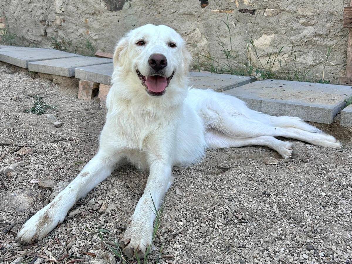 Adotta un cane, femmina, 1 anno e 5 mesi, Chieti