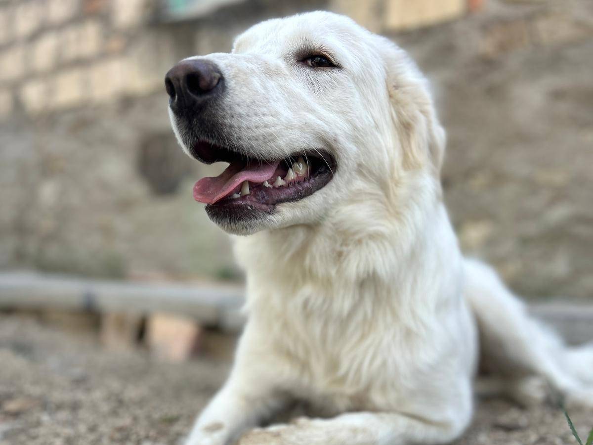 Adotta un cane, taglia grande, femmina, Chieti
