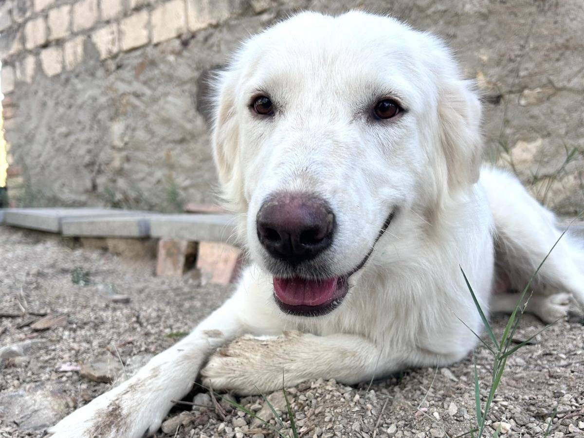 Vuoi adottare un cane a Chieti?