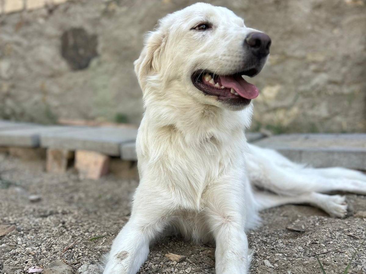 Adotta il cane ELSA a Chieti