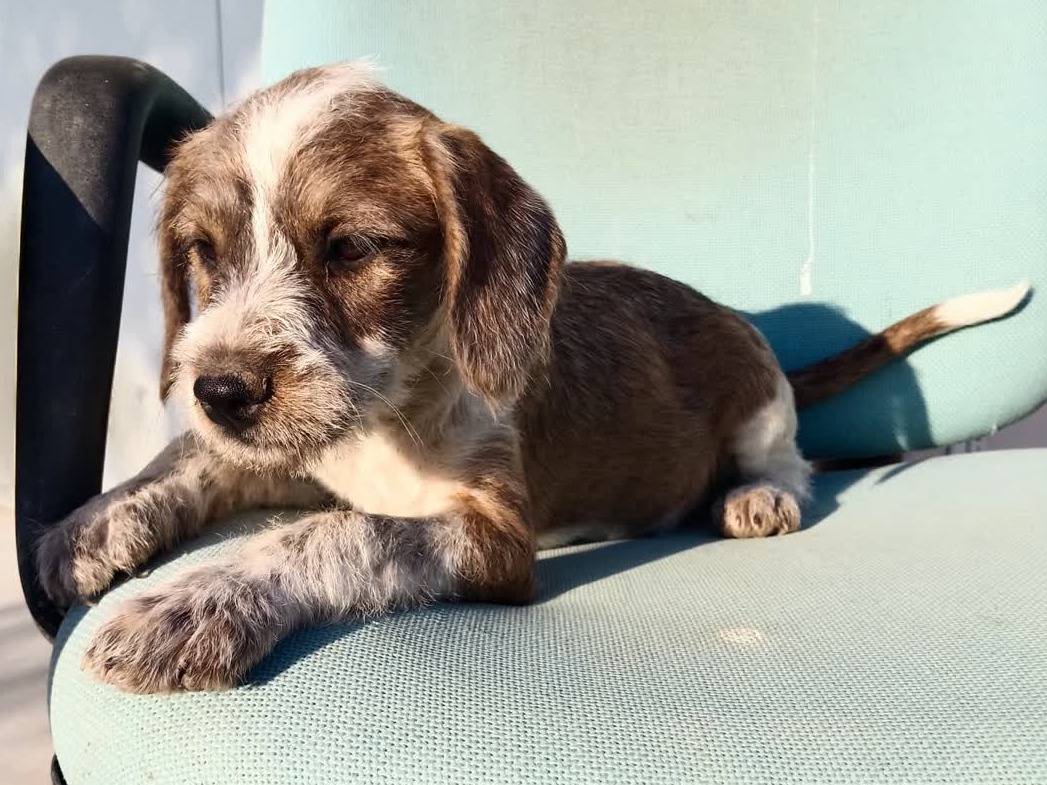 Adozione cane, femmina, Razza sconosciuta Razza sconosciuta, 2 mesi, taglia media contenuta, Padova