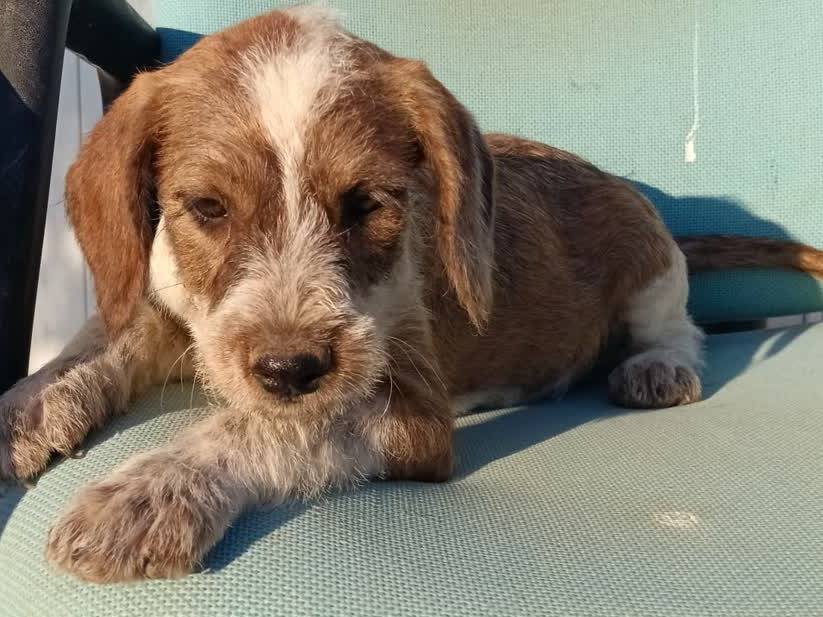 Adotta un cane, femmina, 2 mesi, Padova