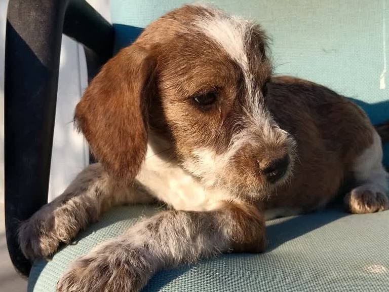 Adotta un cane, taglia media contenuta, femmina, Padova