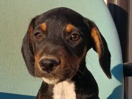Vuoi adottare un cane a Padova?