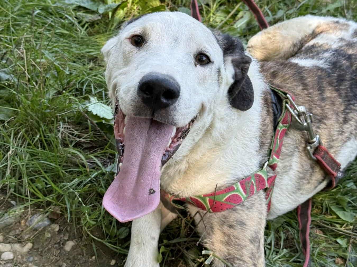 Adotta il cane ALFA e ROCK a Firenze