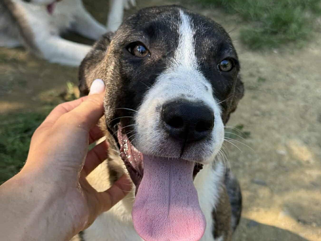 Adotta il cane BORIA e BALINA a Firenze