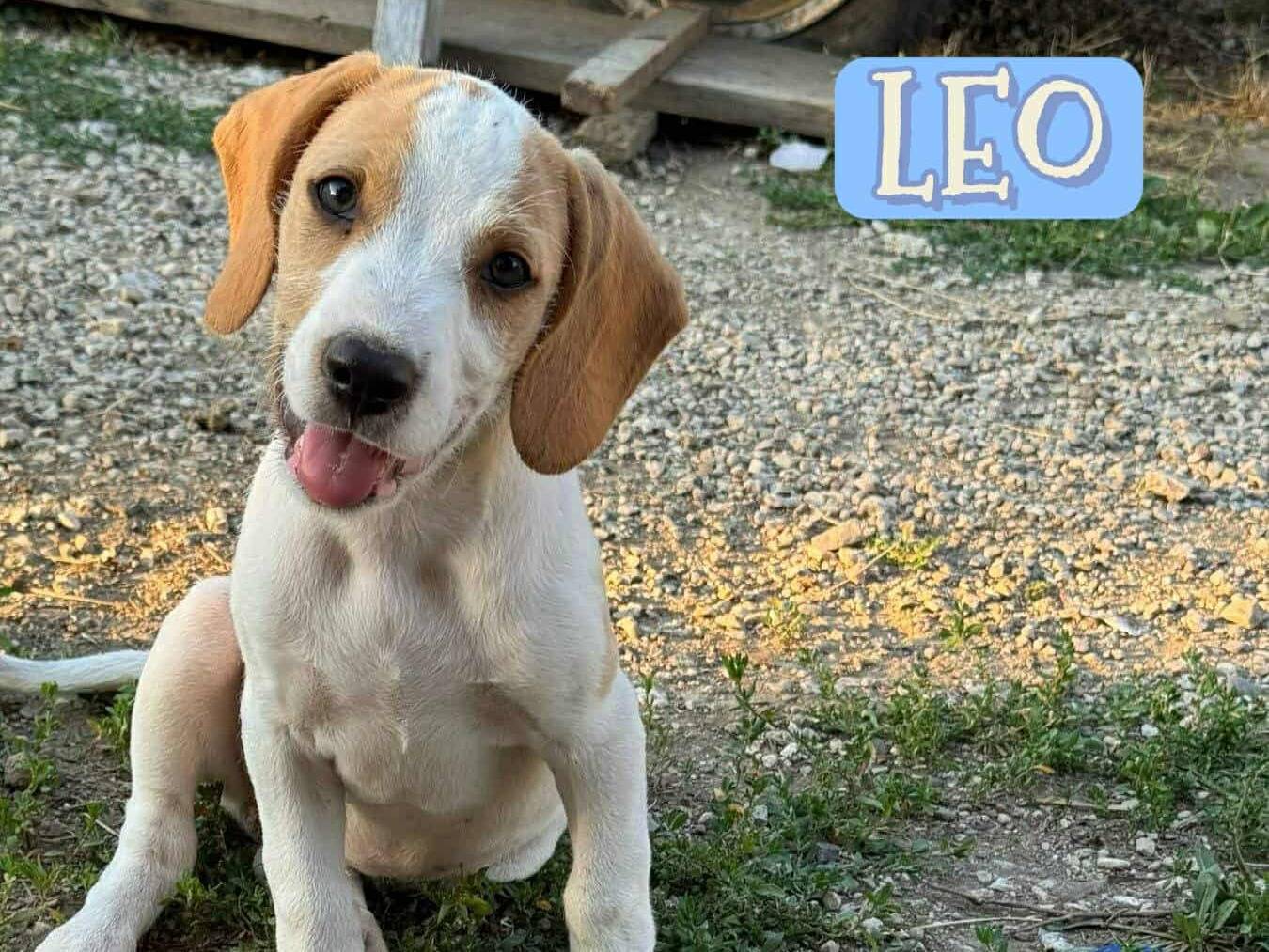 Adozione cane, femmina, Razza sconosciuta Razza sconosciuta, 4 mesi, taglia media, Firenze