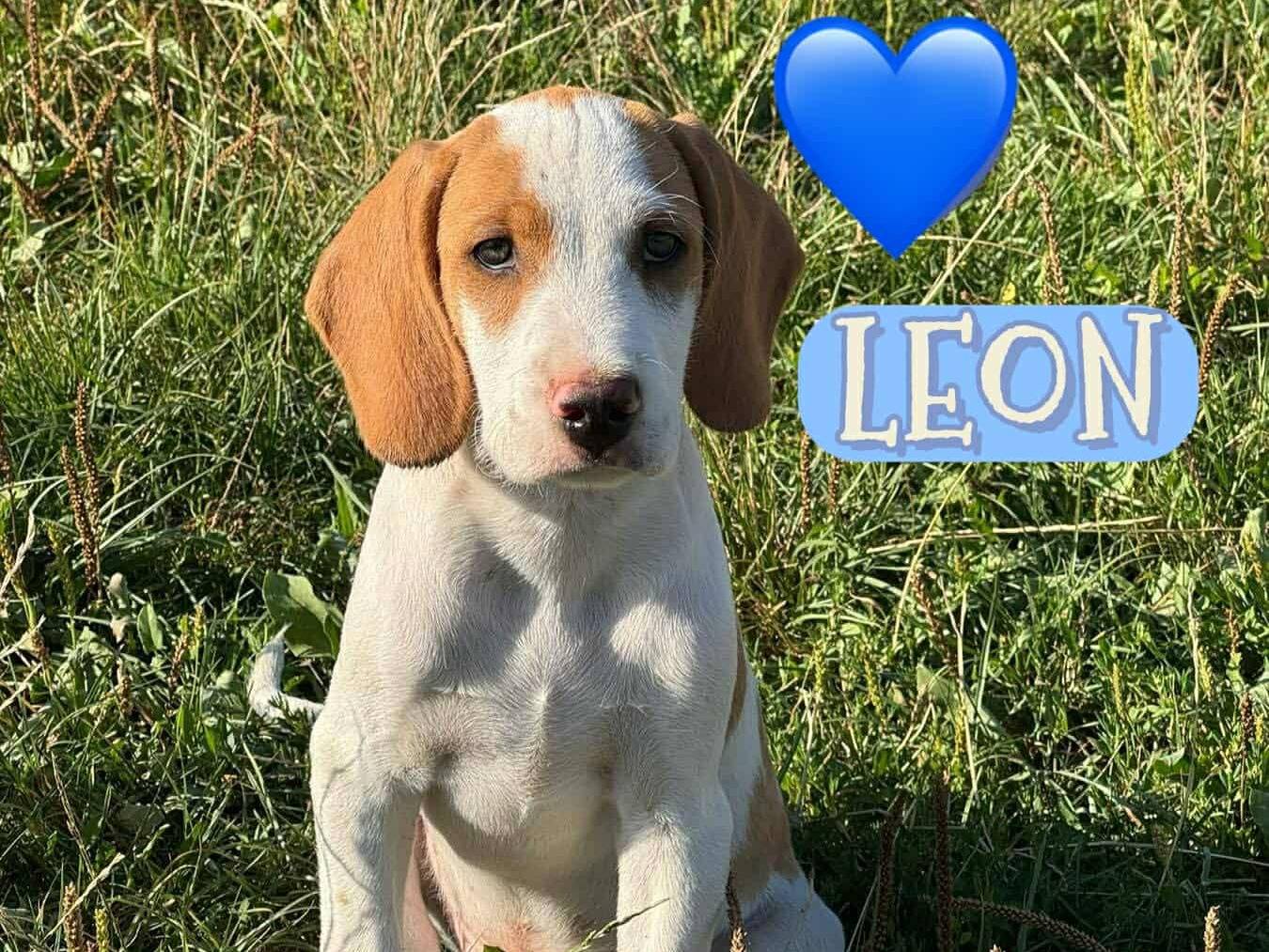 Adotta un cane, femmina, 4 mesi, Firenze