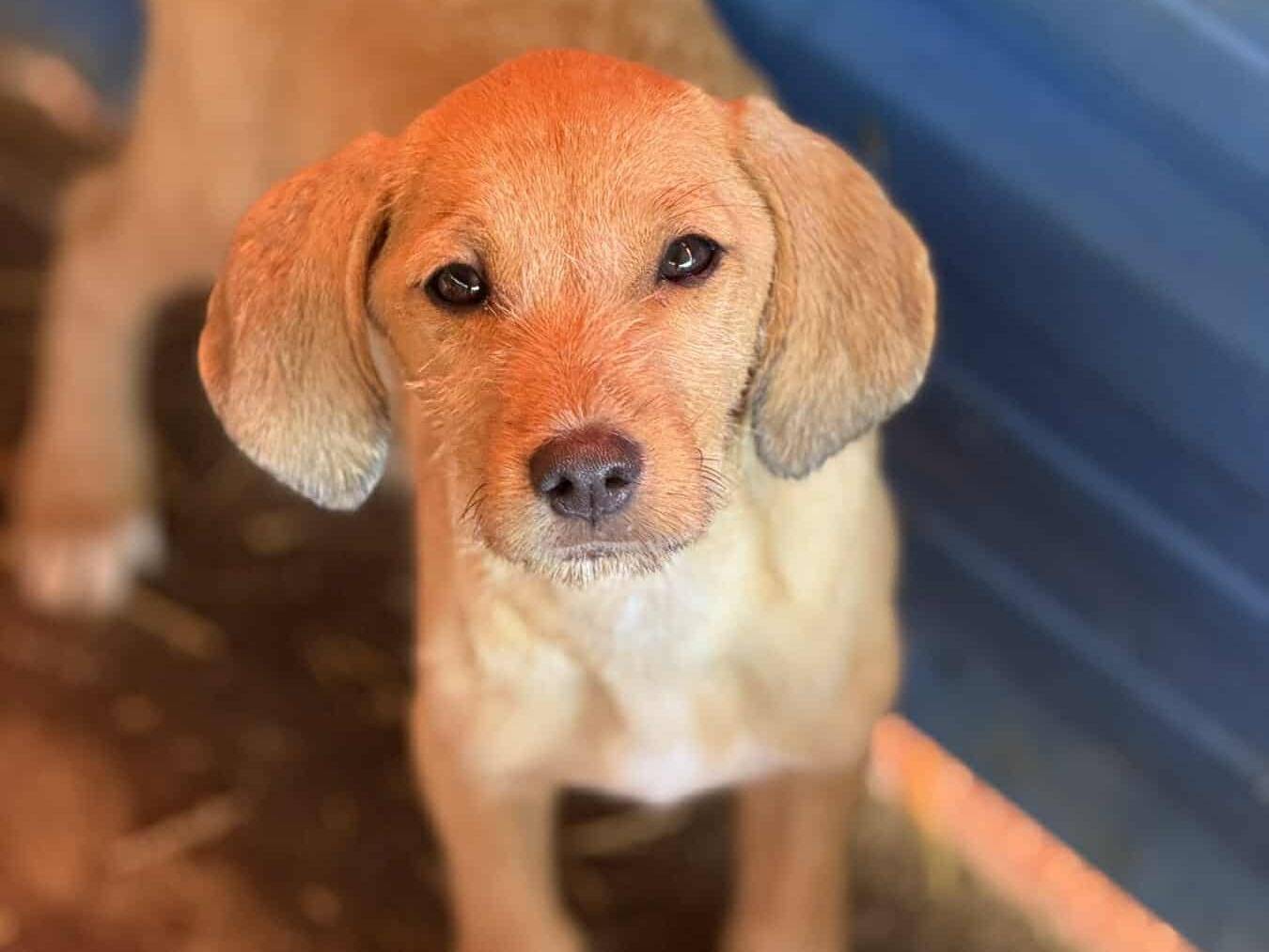 Adotta un cane, taglia media, femmina, Firenze