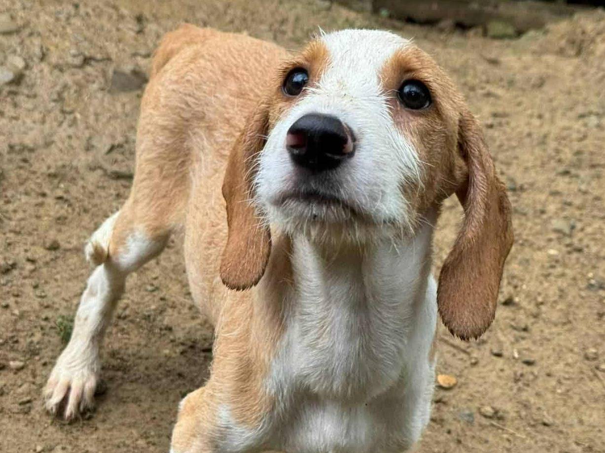 Adotta il cane LEO LEON LEA LISA MARA e MIMì a Firenze