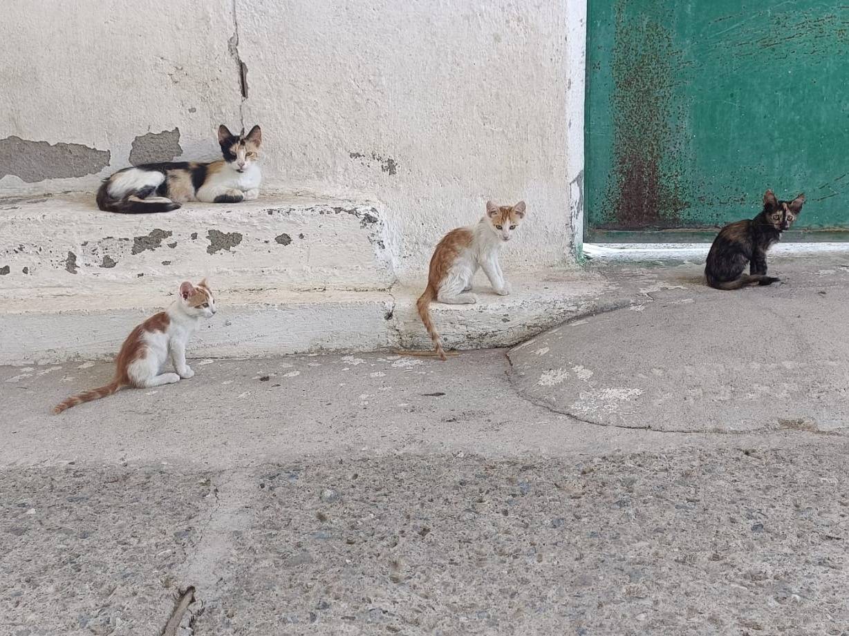 Adozione gatto, femmina, Razza sconosciuta Razza sconosciuta, 8 mesi, taglia non valida, Monza