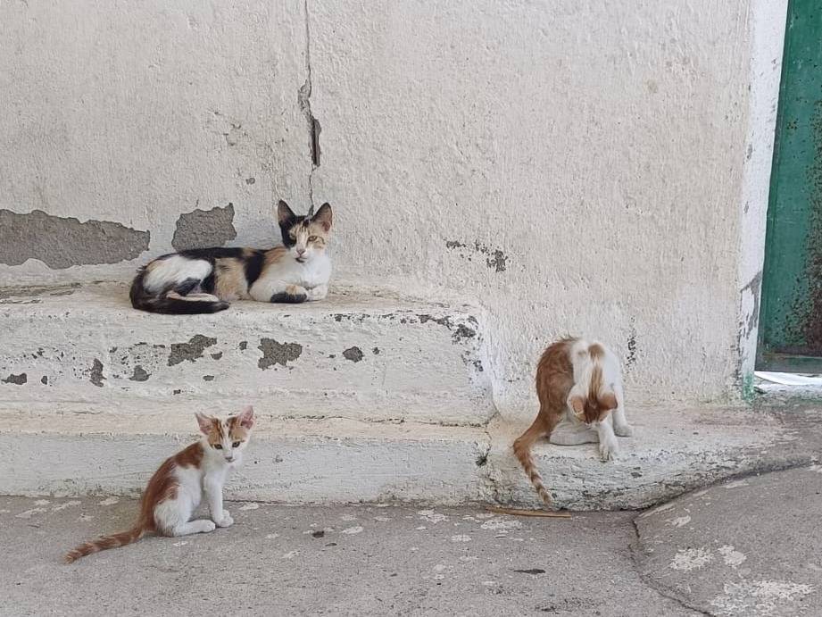 Adotta un gatto, taglia non valida, femmina, Monza