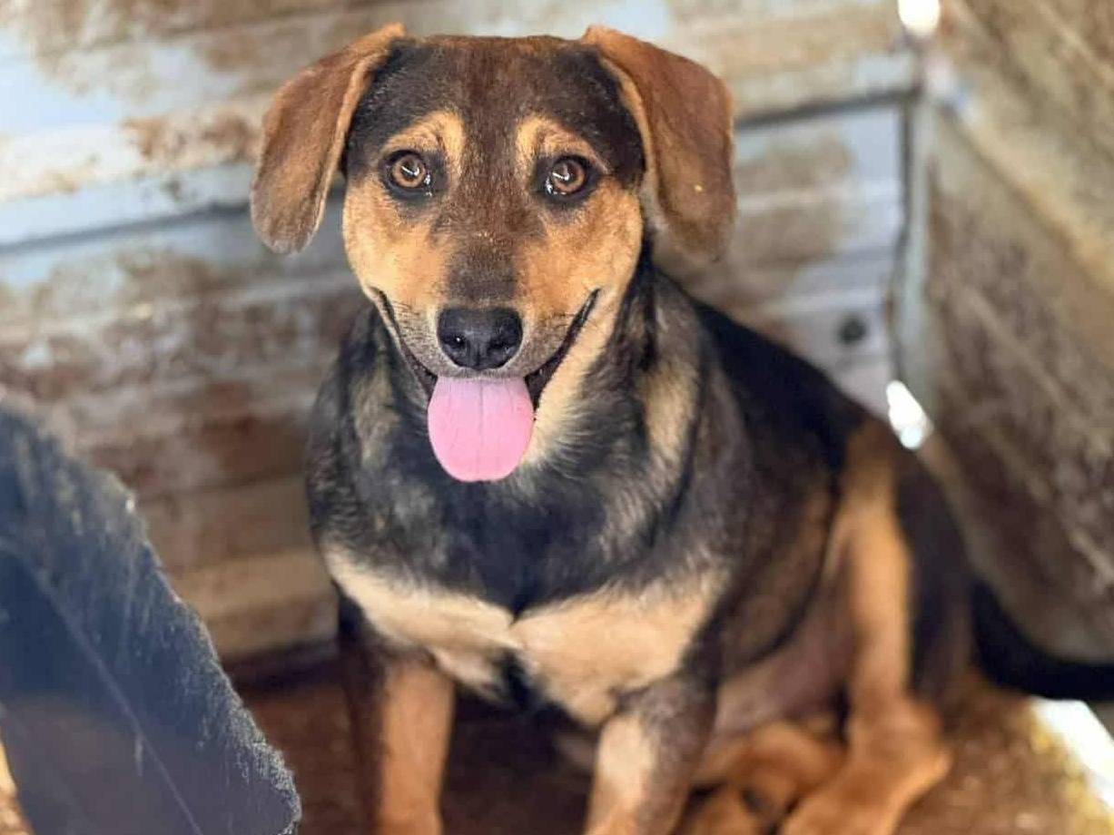 Adotta un cane, maschio, 6 mesi, Firenze