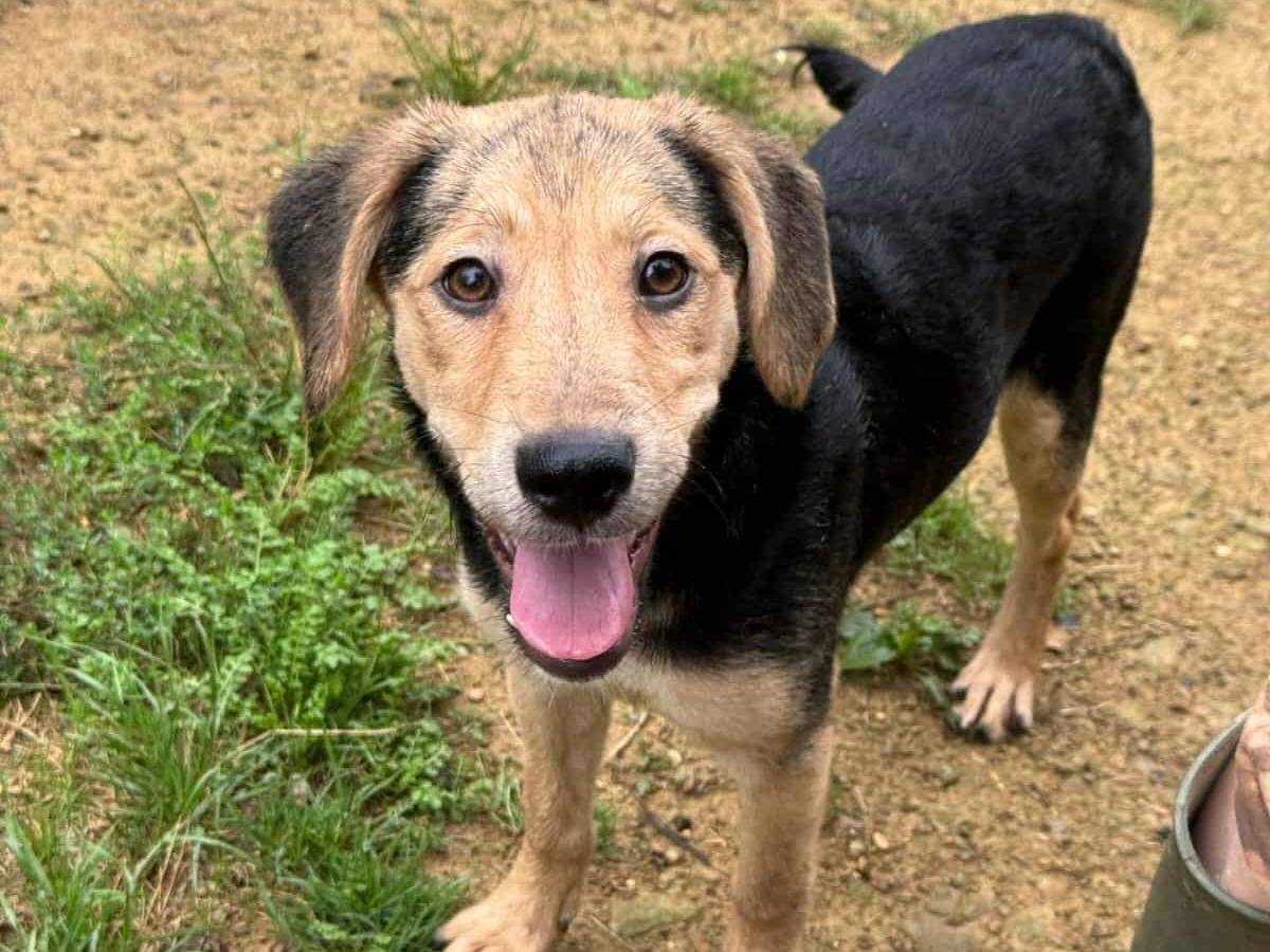 Vuoi adottare un cane a Firenze?