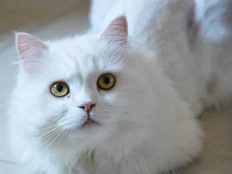 Adozione gatto, femmina, Razza sconosciuta Razza sconosciuta, 5 anni e 5 mesi, taglia non valida, Torino