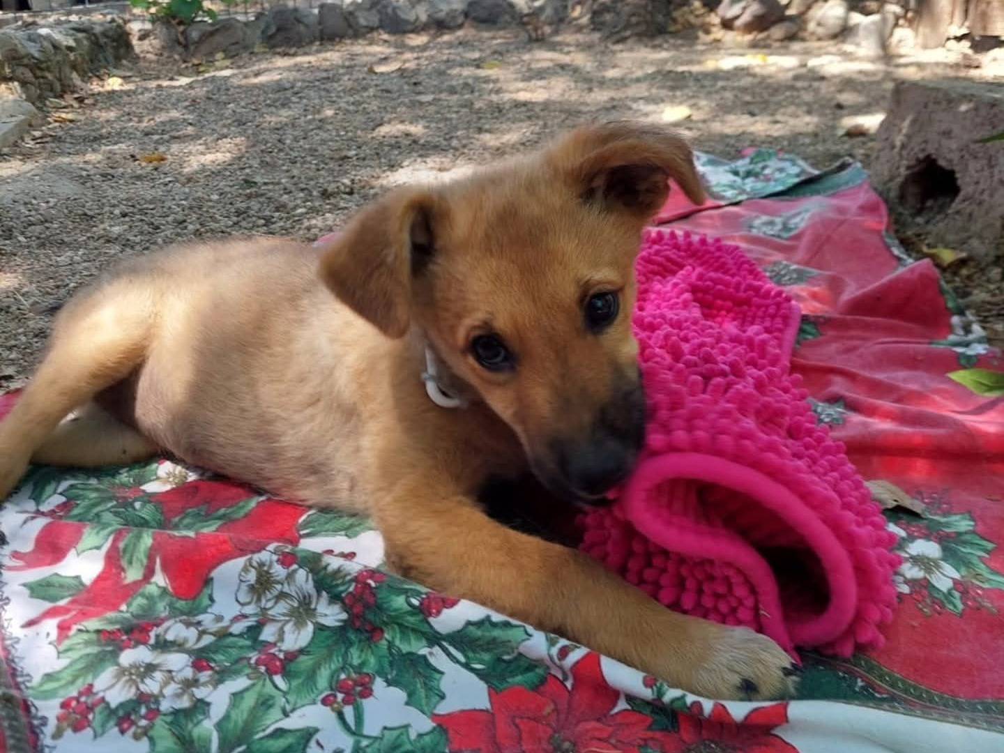 Adozione cane, femmina, Razza sconosciuta Razza sconosciuta, 6 mesi, taglia media contenuta, Milano