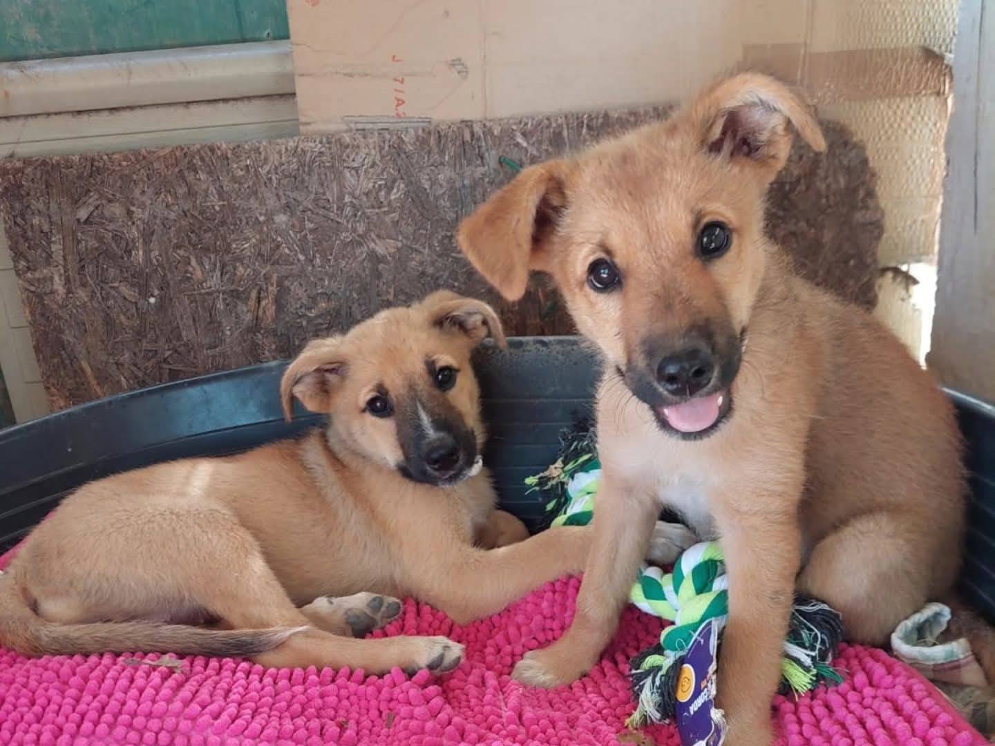Adotta un cane, femmina, 6 mesi, Milano