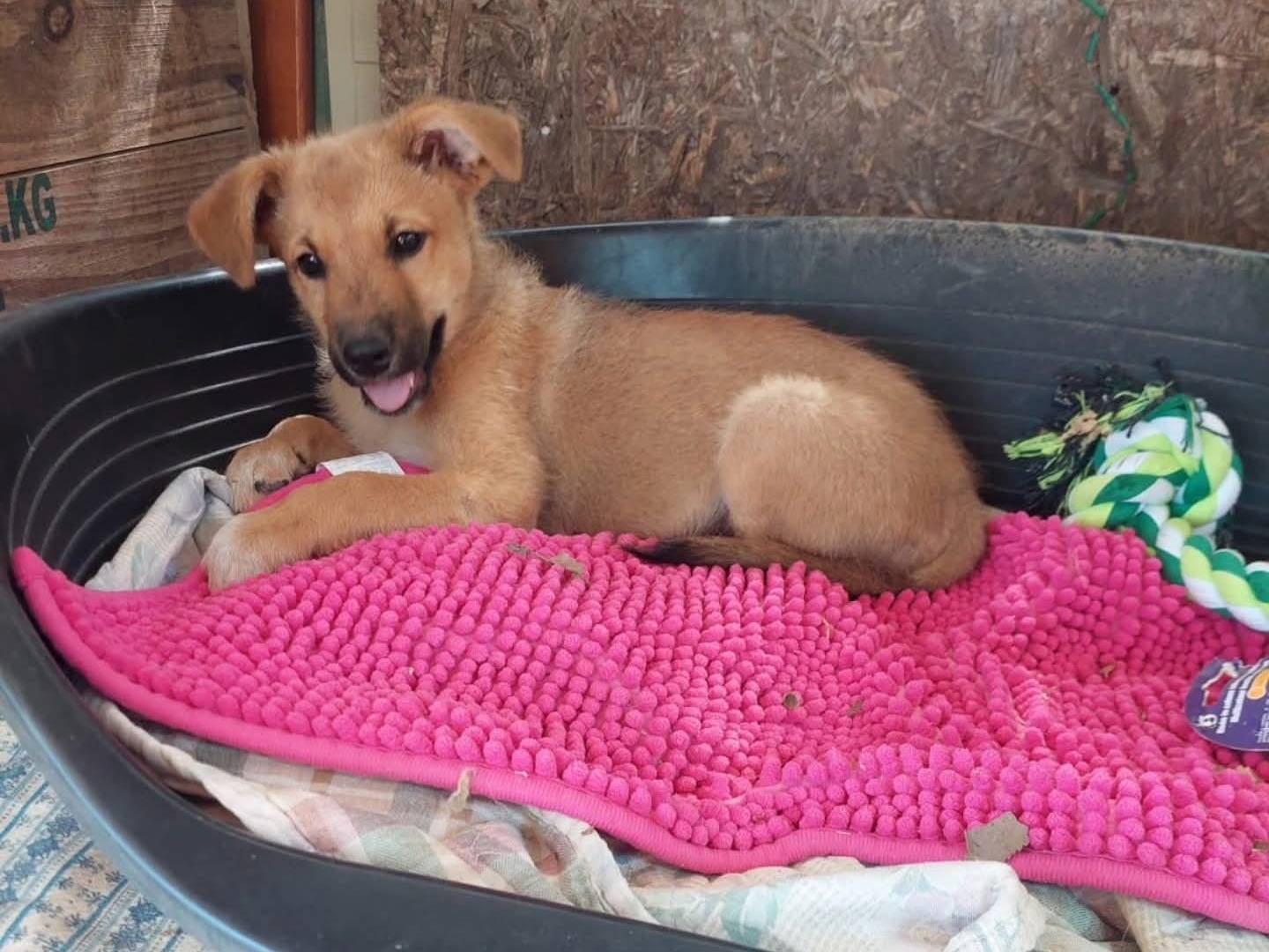 Adotta un cane, taglia media contenuta, femmina, Milano